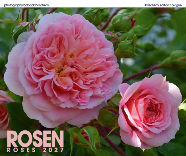 ROSEN KALENDER